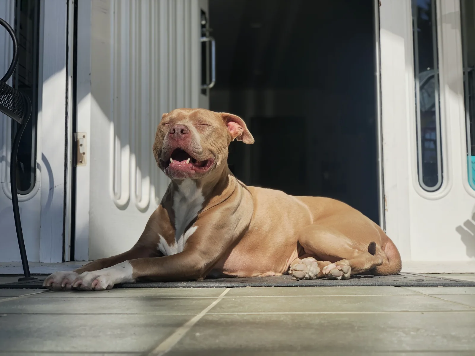 Dog calmly holding at an open doorway.